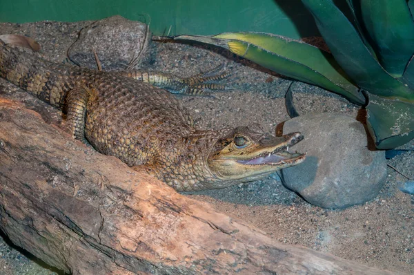 Owatonna Minnesota Reptilien Und Amphibienentdeckungszoo Brillenkaiman Caiman Crocodilus Auch Als — Stockfoto