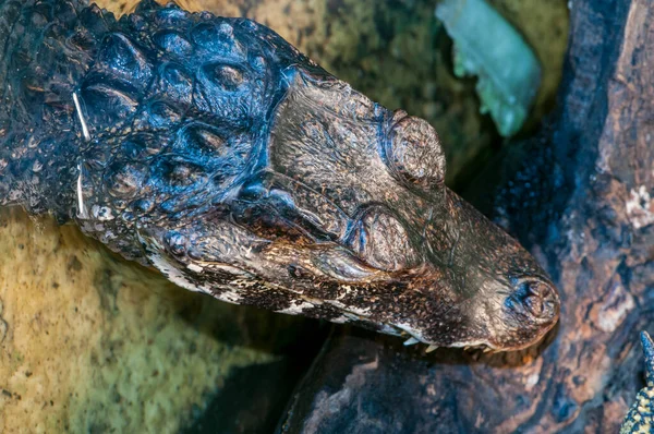 Owatonna Minnesota Cuviers Zwergkaiman Paleosuchus Palpebrosus Zeigt Großaufnahme Des Kopfes — Stockfoto