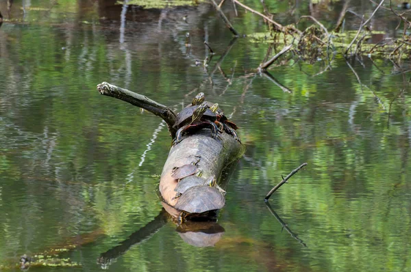 Vadnais Heights Minnesota Regionalpark Vadnais See Sieben Western Painted Turtles — Stockfoto