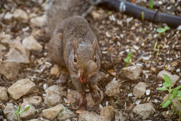 Vadnais Heights Minnesota Ardilla Gris Oriental Sciurus Carolinensis Con Absceso — Foto de Stock