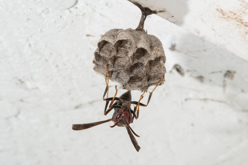 Kansas City, Kansas.  Female Metricus paper wasp, Polistes metricus:  building new nest on eave of garage.