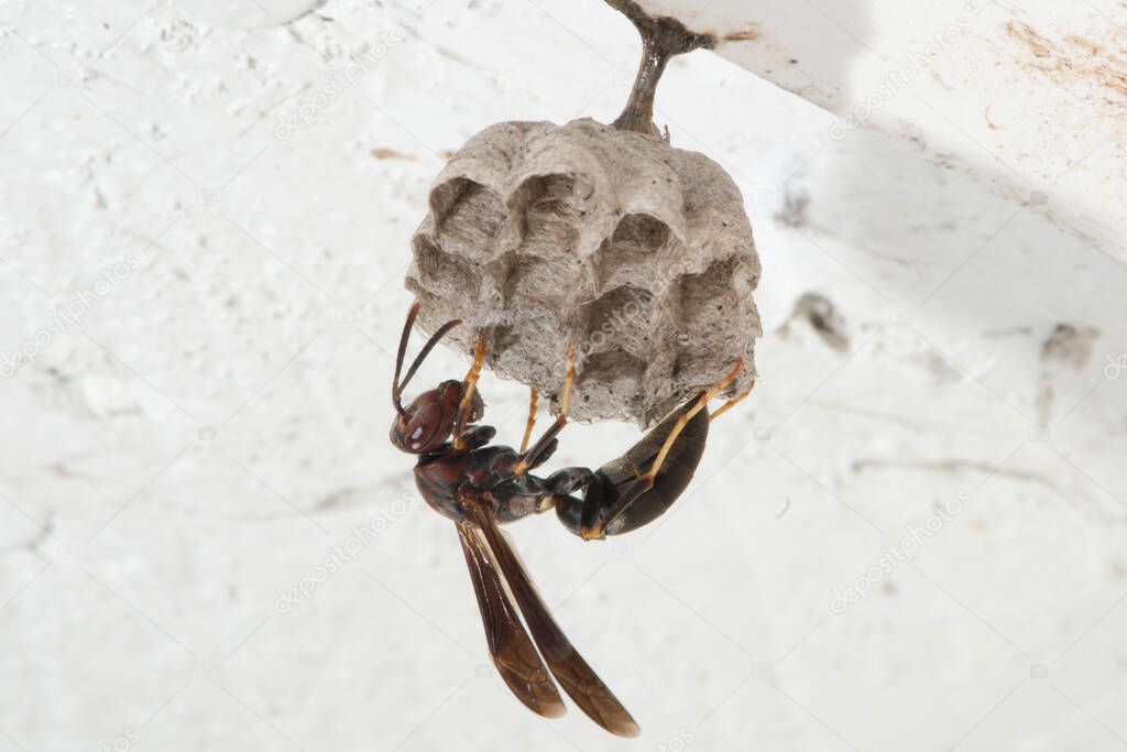 Kansas City, Kansas.  Female Metricus paper wasp, Polistes metricus:  building new nest on eave of garage.