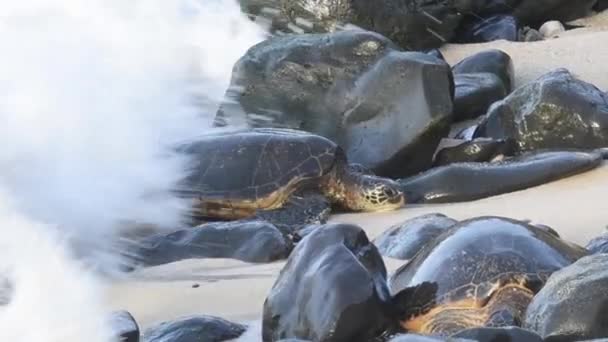 Maui Och Hawaii Okipa Beach Park Hawaiian Grön Havssköldpadda Chelonia — Stockvideo