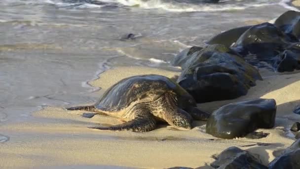夏威夷毛伊岛何可帕海滩公园 一只夏威夷绿海龟 Chelonia Mydas 在海滩上休息时被海浪冲撞 — 图库视频影像