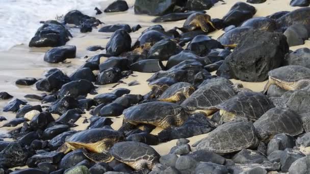 Maui Och Hawaii Okipa Beach Park Hawaiianska Gröna Havssköldpaddor Chelonia — Stockvideo