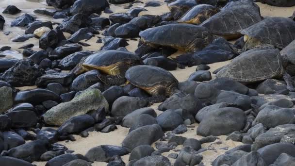 Maui Hawaii Okipa Beach Park Hawaiian Green Sea Turtles Chelonia — Stock Video