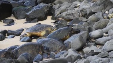 Maui, Hawaii. Ho 'okipa Plaj Parkı. Hawaii yeşil deniz kaplumbağaları (Chelonia mydas) gün batımında plajda dinleniyorlar..