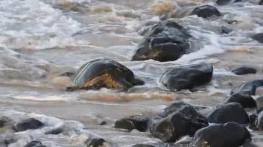 Maui, Hawaii. Ho 'okipa Plaj Parkı. Hawaii yeşil deniz kaplumbağası (Chelonia mydas) gün batımında dinlenmek için sahile gidiyor..  