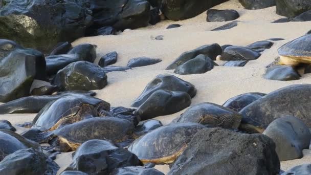 Μάουι Χαβάη Πάρκο Okipa Beach Χαβάης Πράσινο Θαλάσσιες Χελώνες Chelonia — Αρχείο Βίντεο