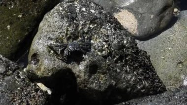 Maui, Hawaii. İnce kabuklu kaya yengeçleri (Grapsus tenuicrustatus) Hawaii 'de A' ama olarak da bilinir..