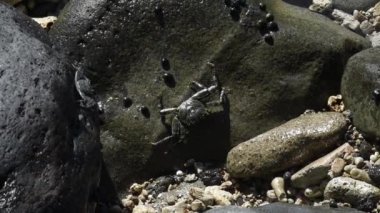 Maui, Hawaii. İnce kabuklu kaya yengeci (Grapsus tenuicrustatus) Hawaii 'de A' ama olarak da bilinir..