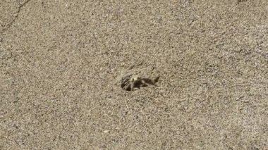 Maui, Hawaii. Solgun bir hayalet yengeç; (Ocypode pallidula) mağarasından kum alıyor.