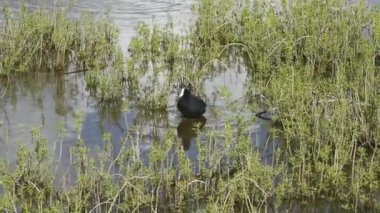 Maui, Hawaii. Kealia Pond Ulusal Vahşi Yaşam Sığınağı. Hawaii yaban ördeği, (Fulica alai) gölette bacağını esnetiyor.  