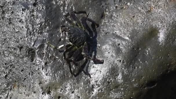 Μάουι Χαβάη Thin Billed Rock Crab Grapsus Tenuicrustatus Ονομάζεται Επίσης — Αρχείο Βίντεο