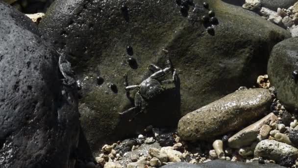Мауи Гавайи Тонкий Каменный Краб Grapsus Tenuicrustatus Называемый Ama Гавайях — стоковое видео