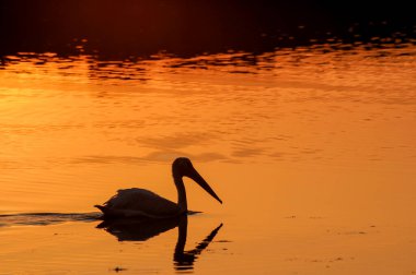 Vadnais Heights, Minnesota. Vadnais Gölü Bölge Parkı. Amerikan Beyaz Pelikanı gün batımında gölde yüzüyor.
