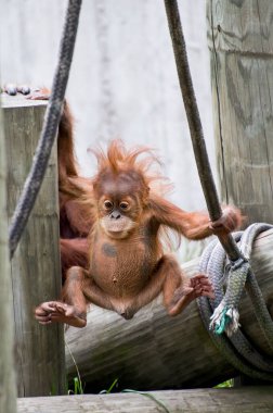 St. Paul, Minnesota 'da. Dokuz aylık erkek bebek Sumatra orangutanı 