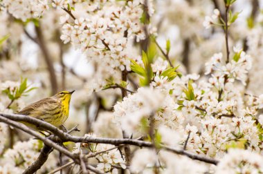 Küçük Kanada, Minnesota. Gervais Mill Parkı. Palm Warbler, 