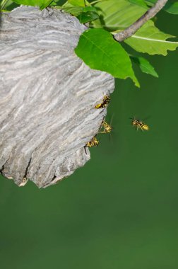 Vadnais Heights, Minnesota. John H. Allison Ormanı. Havadan sarı ceketli, 