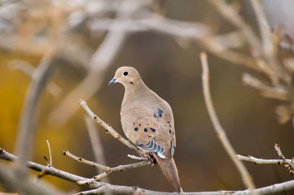 Vadnais Heights Minnesota Male Mourning Dove Zenaida Macroura Perched Tree — Stock Photo, Image