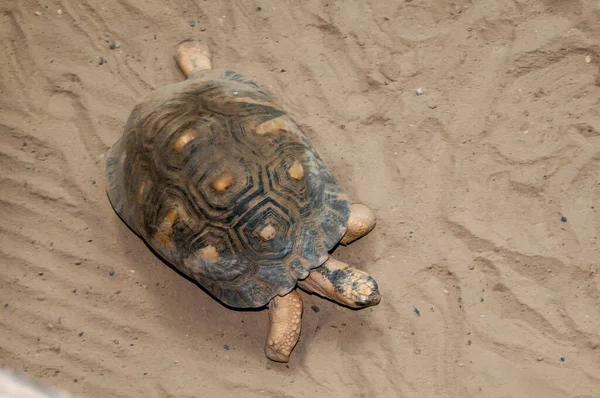 Apple Valley Minnesota Radiated Tortoise Geochelone Radiata Critically Endangered Species — Stock Photo, Image