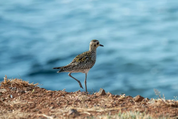 Maui Havai Kolea Pacific Golden Plover Pluvialis Fulva Costa Oceano — Fotografia de Stock