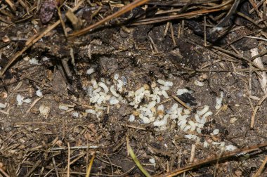 Vadnais Heights, Minnesota. John H. Allison Ormanı. Siyah karınca kolonisi larvaları yumurtadan çıkarmaya meyillidir..