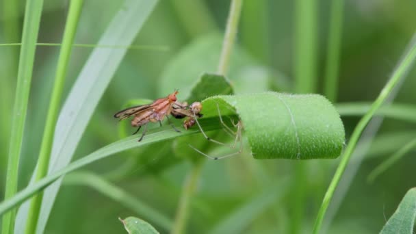 明尼苏达州Vadnais Heights John Allison森林 蜘蛛网蜘蛛把一只沼泽地苍蝇赶出自己的饭碗 — 图库视频影像