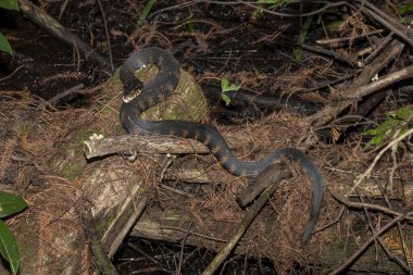 Napoli, Florida. Tirbuşon Bataklık Sığınağı. Güney Su Yılanı 'nın geniş açılı görüntüsü Florida Everglades' teki Banded Watersnake, Nerodia fasciata olarak da bilinir..  