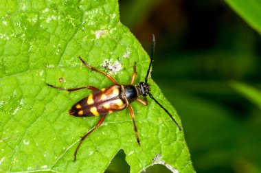Vadnais Heights, Minnesota. John H. Allison Ormanı. Banded Longhorn Beetle, Typocerus Velutinus 'un en üst görüntüsü. Yetişkinler doymak bilmez polen ve nektar tüketicileridir.. 