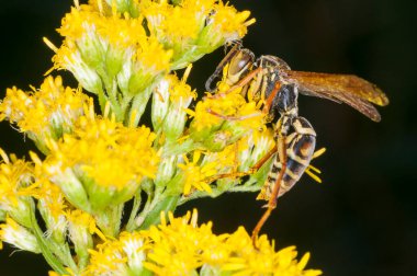 Vadnais Heights, Minnesota. John H. Allison Ormanı. Kara Kağıt Arı 'nın yan görünüşü, altın sarısı çiçeklerle beslenen Polistes Fuscatus. Ayrıca Kuzey yaban arısı olarak da bilinir.