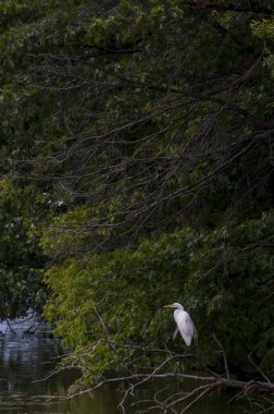 Vadnais Heights, Minnesota. Vadnais Gölü Bölge Parkı. Büyük Egret, Ardea alba üreme tüyleri içinde pastel renkte ağaç dalında duruyor..
