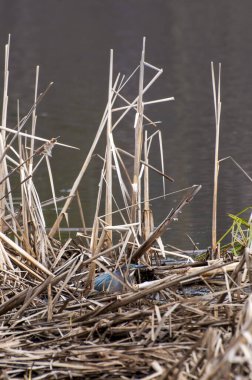 Vadnais Heights, Minnesota. Vadnais Gölü Bölge Parkı. Yeşil balıkçıl, Butorides kıyı şeridi boyunca yiyecek aramak için kuyruk sallıyor..