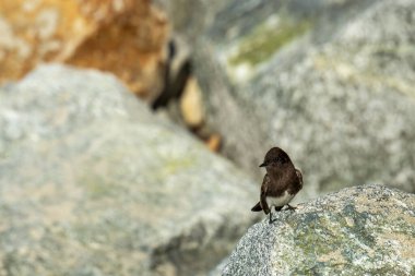 Laguna Sahili, Kaliforniya. Siyah bir Phoebe, Sayornis Nigricans bir kayanın üzerine tünemiş. 