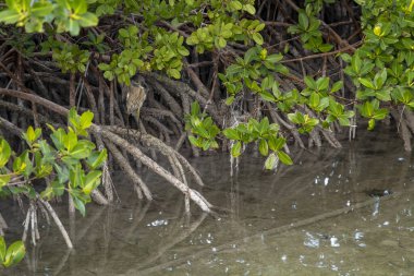 Islamorada, Florida. Anahtarlar. Kara Taç Giymiş Gece Balıkçıl, (Nycticorax nycticorax) bataklıktaki bir körfezde yiyecek arıyor..   