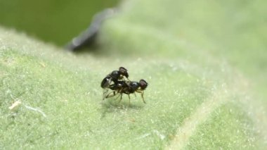 Vadnais Heights, Minnesota. John H. Allison Ormanı. Bir çift Sinek, Rivellia türü. Platystomatidae familyasından. Süt otu yaprağı üzerinde çiftleşiyorlar..