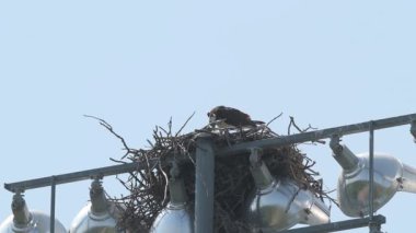 Vadnais Heights, Minnesota. Yetişkin Osprey Pandion haliaetus, yuvadaki taze bir balığı ışık direğinde besliyor..