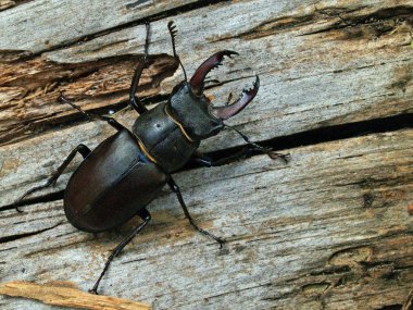 Avrupa stag beetle (lucanus cervus)