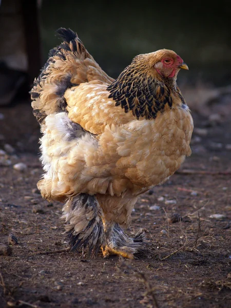Drób - Brahma z kurczaka — Zdjęcie stockowe