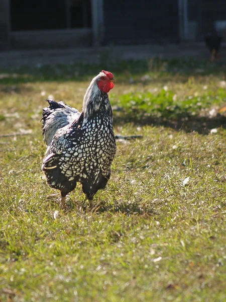 Aves de corral - Gallo Wyandotte atado en plata —  Fotos de Stock