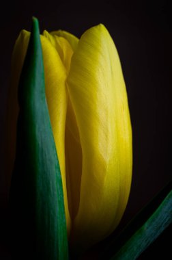 Yeşil yapraklarla çerçevelenmiş yakın plan sarı lale..