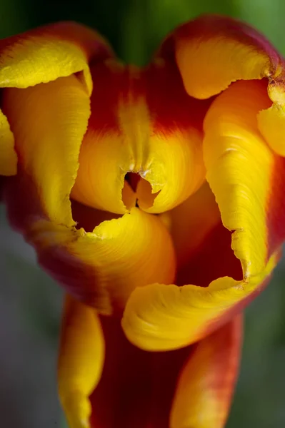 Yellow Orange Tulip Close Unusual Perspective — Stock Photo, Image