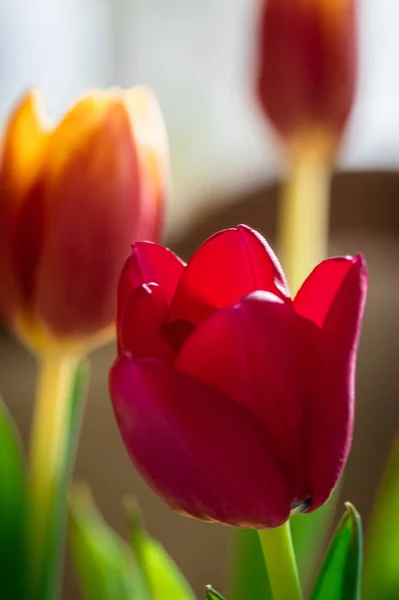 A group of scarlet and orange tulips close-up with a blurred background, similar to a watercolor drawing.