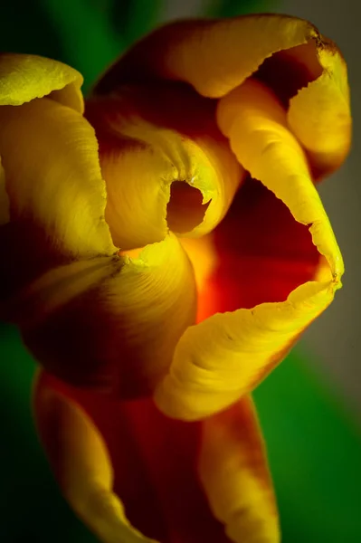 Amarelo Laranja Tulipa Close Uma Perspectiva Incomum Cima — Fotografia de Stock