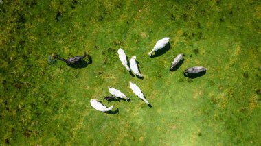 Atlar tarlada otluyor.