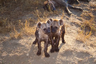 Two Spotted Hyena Cub with Mum clipart