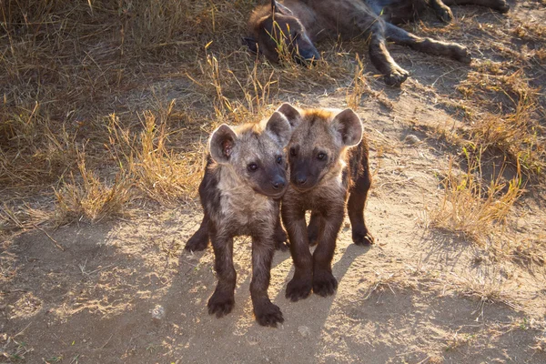 Twee gevlekte hyena cub met moeder — Stockfoto