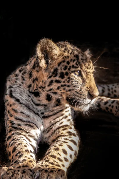 Leopard Cub 0043 — Stock Photo, Image