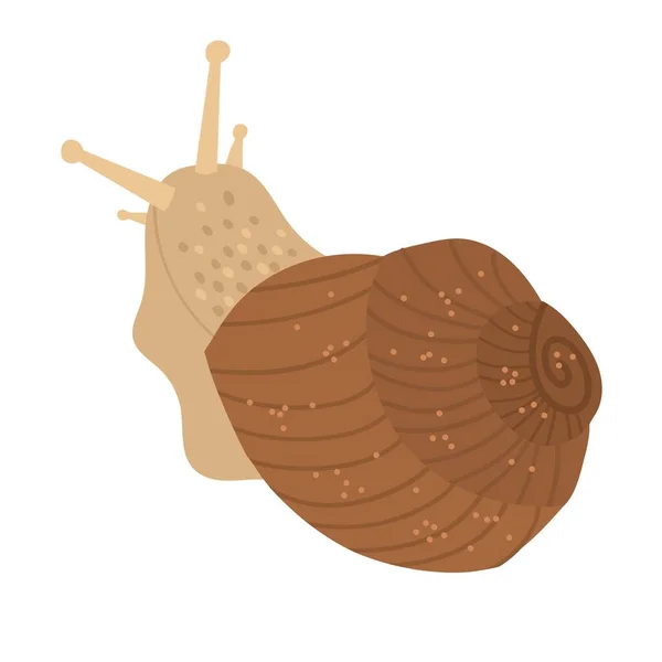 Cute snail in a shell in brown. Vector hand drawn cartoon — Stock Vector