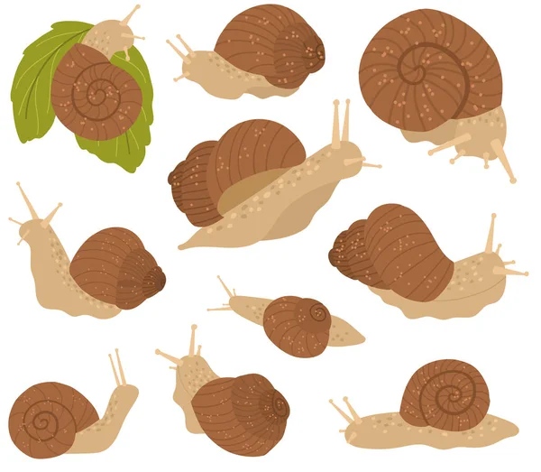 Мила колекція равликів в мушлі коричневого кольору . — стоковий вектор
